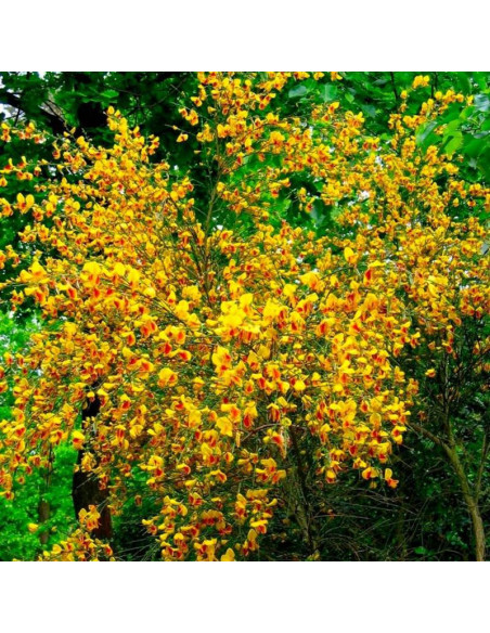 Andreanus Cytisus Żarnowiec
