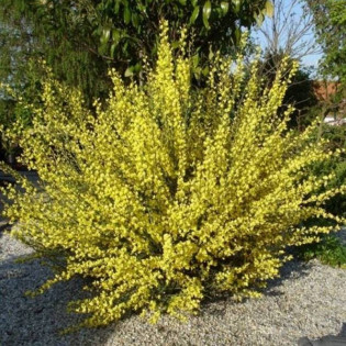 Szczodrzeniec wczesny Cytisus praecox