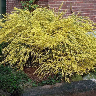 Szczodrzeniec wczesny Cytisus praecox 2