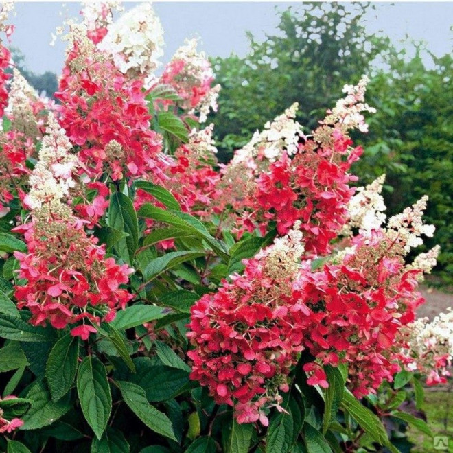 Hortensja bukietowa Pink Diamond Hydrangea paniculata