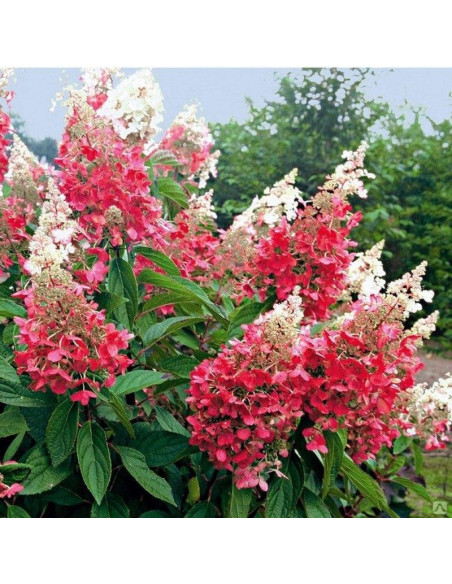 Hortensja bukietowa Pink Diamond Hydrangea paniculata