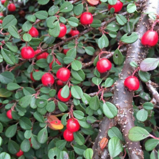 Boer Cotoneaster nanshan Irga wczesna