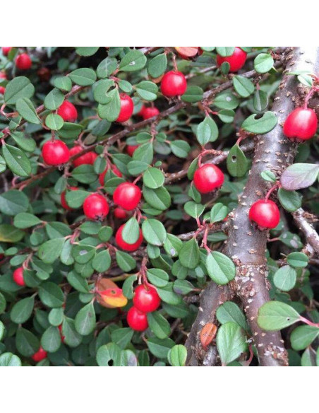 Boer Cotoneaster nanshan Irga wczesna