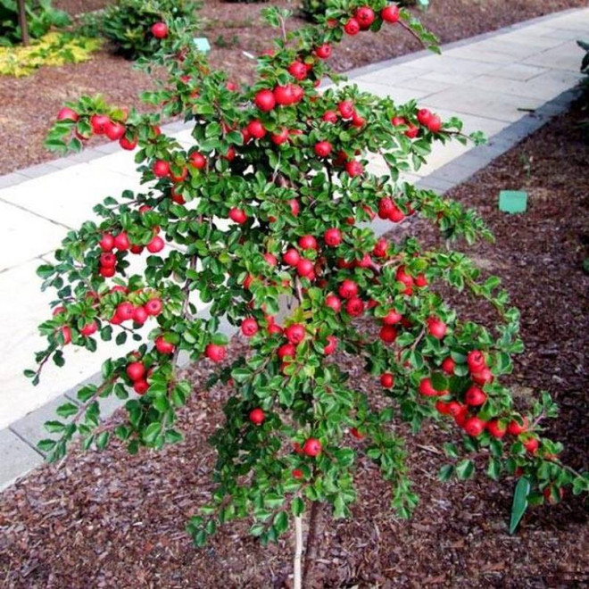 Irga wczesna Boer Cotoneaster nanshan Irga wczesna Boer Cotoneaster nanshan