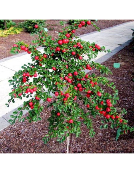 Irga wczesna Boer Cotoneaster nanshan