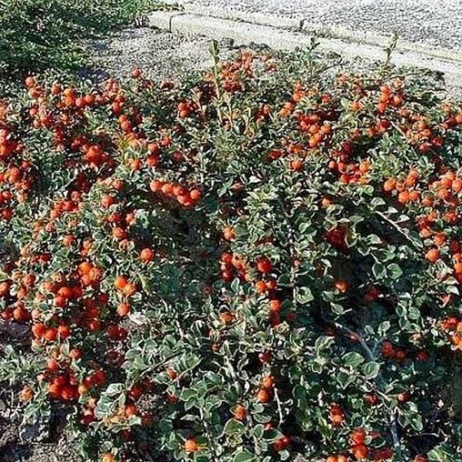 Irga wczesna Cotoneaster nanshan Boer Irga wczesna Cotoneaster nanshan Boer