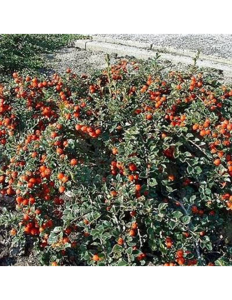 Irga wczesna Cotoneaster nanshan Boer