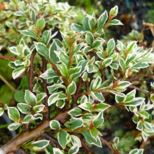 Variegatus Cotoneaster atropurpureus Irga purpurowa