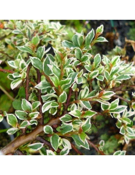 Variegatus Cotoneaster atropurpureus Irga purpurowa
