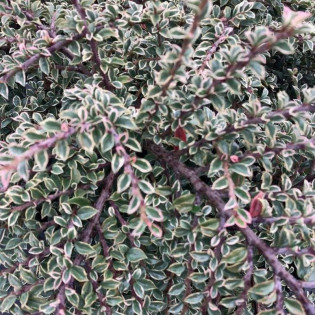Variegatus Cotoneaster atropurpureus Irga purpurowa 2