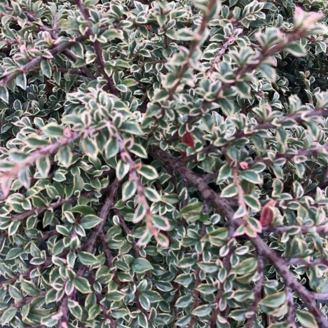 Irga purpurowa Variegatus Cotoneaster atropurpureus