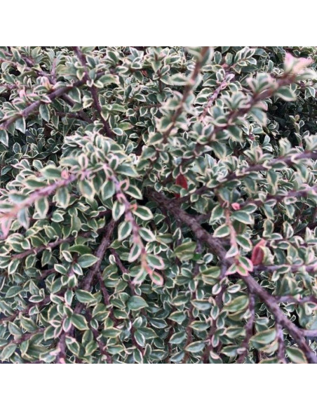 Irga purpurowa Variegatus Cotoneaster atropurpureus