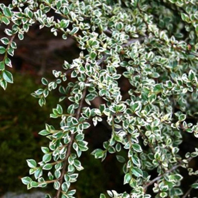 Irga purpurowa Cotoneaster atropurpureus Variegatus