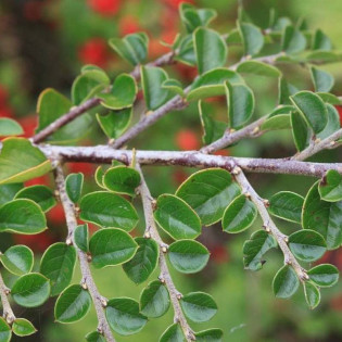 Irga purpurowa Cotoneaster atropurpureus Tangstedt