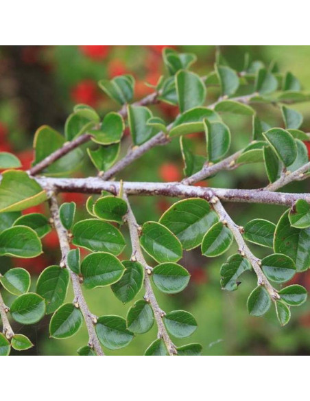 Irga purpurowa Cotoneaster atropurpureus Tangstedt