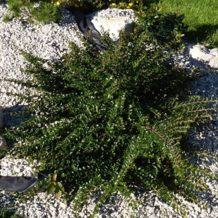 Irga purpurowa Cotoneaster atropurpureus Tangstedt 2