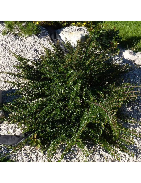 Irga purpurowa Tangstedt Cotoneaster atropurpureus