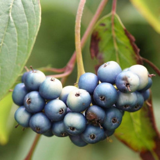 Dereń błękitny Blue Cloud Cornus amomum 2