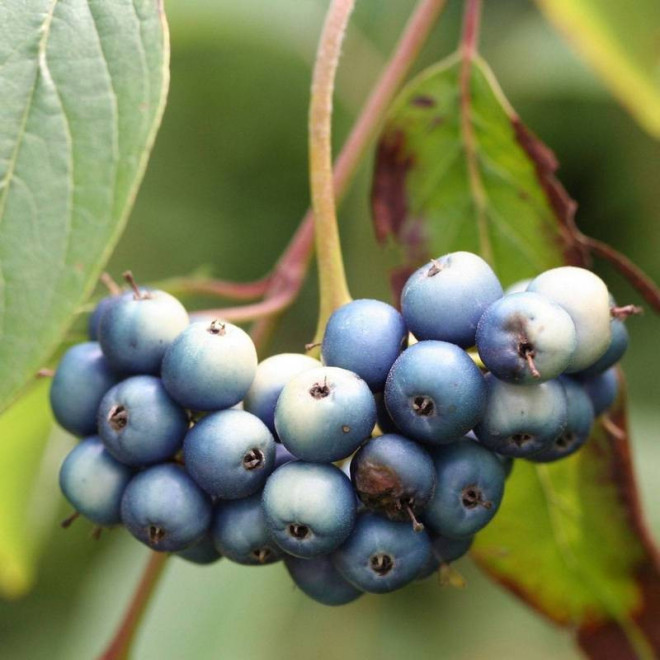 Dereń błękitnyCornus amomum Blue Cloud