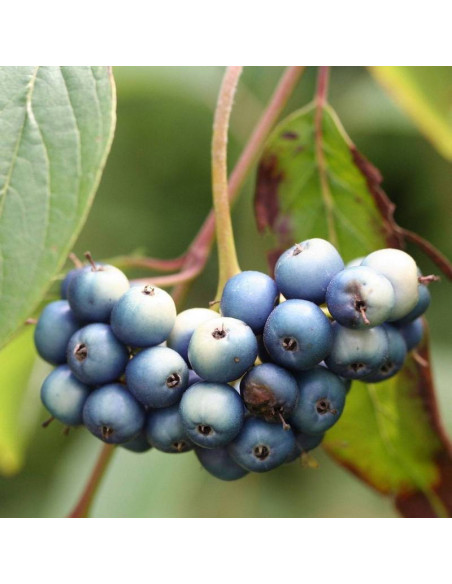 Dereń błękitnyCornus amomum Blue Cloud