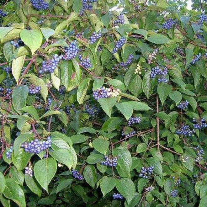 Cornus amomum Dereń błękitny Blue Cloud