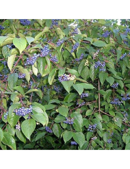 Cornus amomum Dereń błękitny Blue Cloud