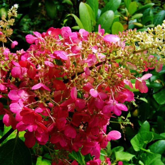 Hortensja bukietowa Pink Lady Hydrangea paniculata