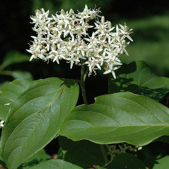 Blue Cloud Cornus amomum Dereń błękitny
