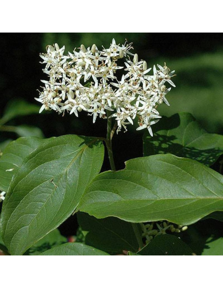 Blue Cloud Cornus amomum Dereń błękitny