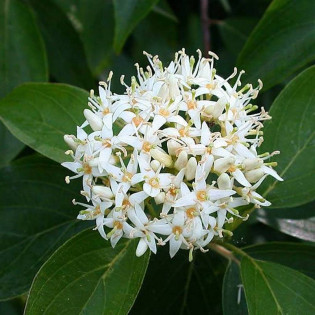Dereń błękitny Blue Cloud Cornus amomum