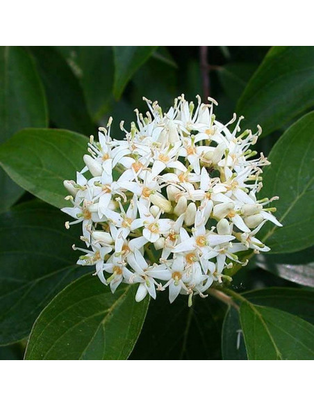 Dereń błękitny Blue Cloud Cornus amomum