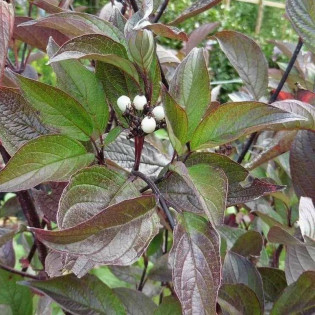 Dereń biały Kesselringii Cornus alba