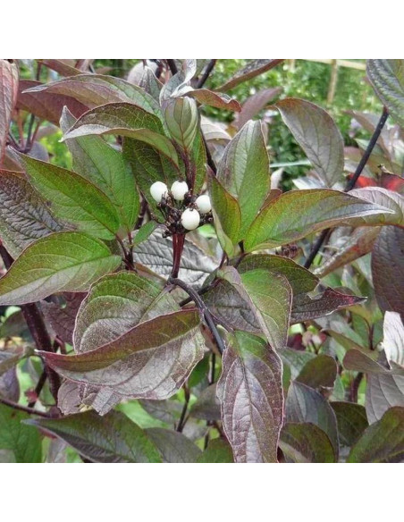 Dereń biały Kesselringii Cornus alba