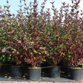 Dereń biały Kesselringii Cornus alba 2