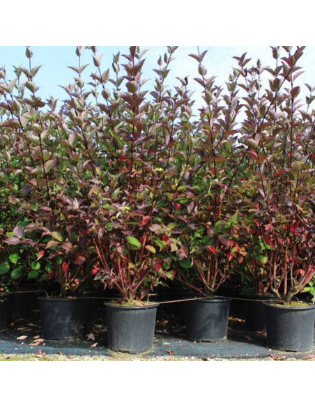 Kesselringii Cornus alba Dereń biały