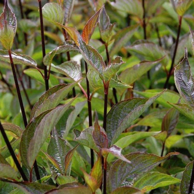 Dereń biały Cornus alba Kesselringii