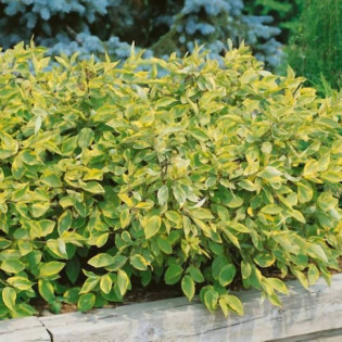 Gouchaultii Cornus alba Dereń biały