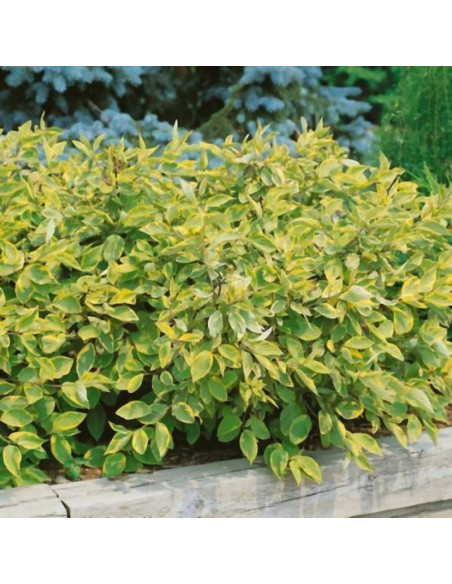 Gouchaultii Cornus alba Dereń biały