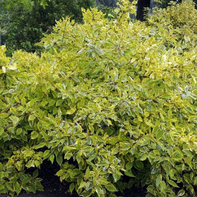 Dereń biały Gouchaultii Cornus alba