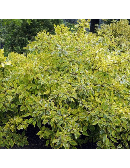 Dereń biały Gouchaultii Cornus alba