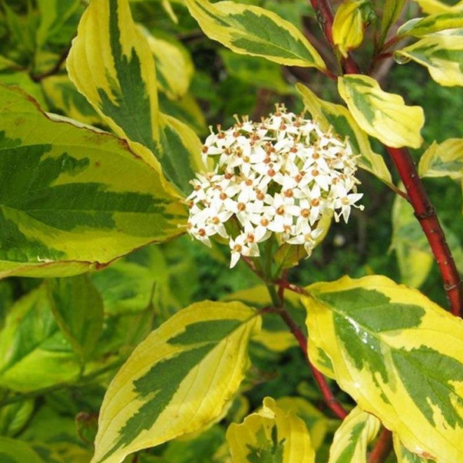 Dereń biały Cornus alba Gouchaultii