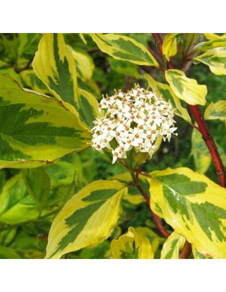 Dereń biały Cornus alba Gouchaultii