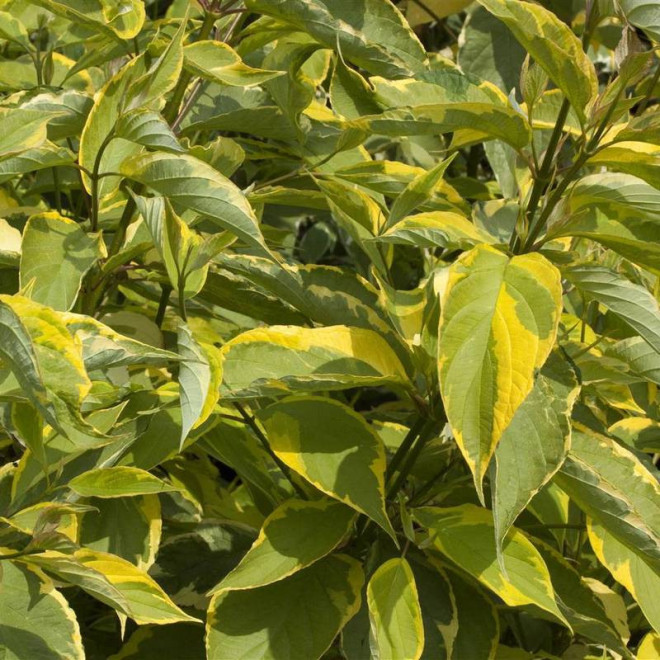 Cornus alba Dereń biały Gouchaultii