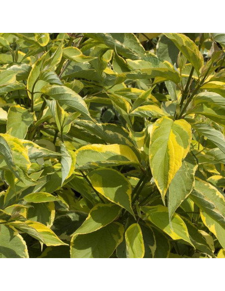 Cornus alba Dereń biały Gouchaultii