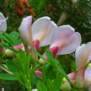 Chamaecytisus purpureus Szczodrzeniec purpurowy