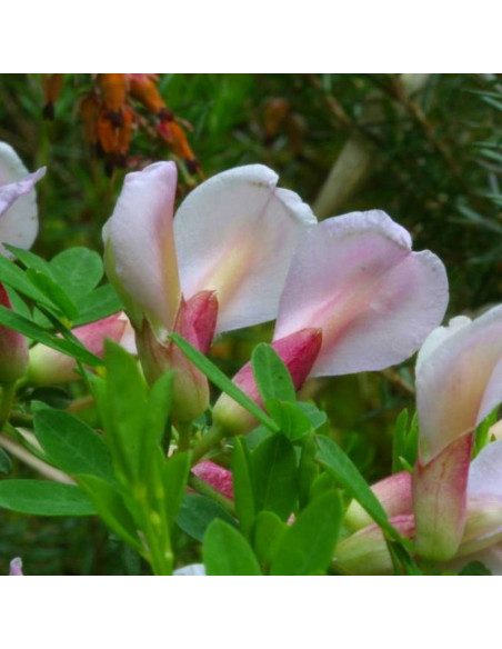 Chamaecytisus purpureus Szczodrzeniec purpurowy