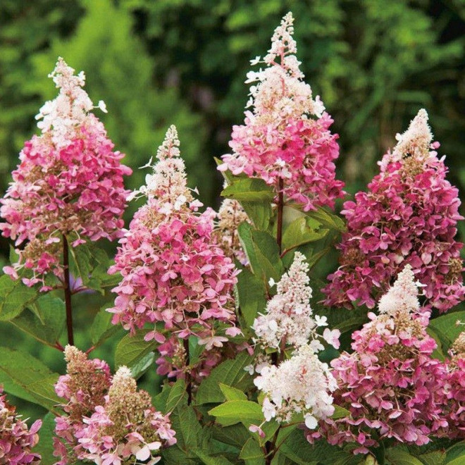 Hortensja bukietowa Pinky Winky Hydrangea paniculata