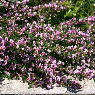 Chamaecytisus purpureus Szczodrzeniec purpurowy 2