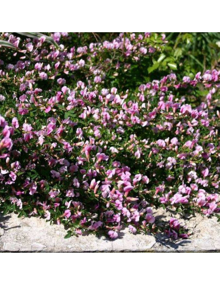 Szczodrzeniec purpurowy Chamaecytisus purpureus