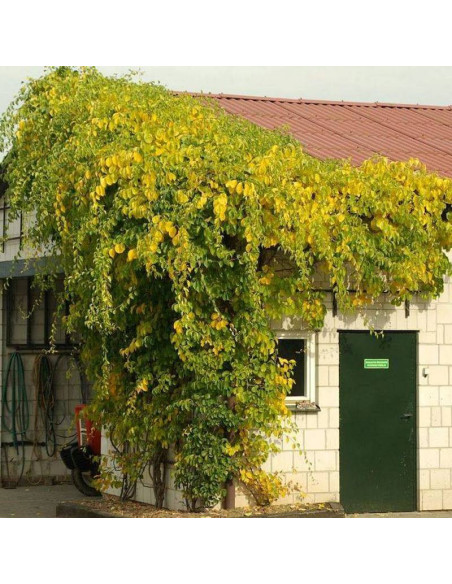 Celastrus orbiculatus Dławisz okrągłolistny